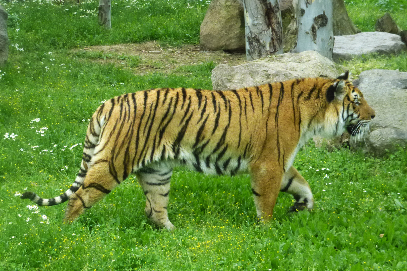 Tiger Panthera tigris