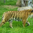 Tiger Panthera tigris