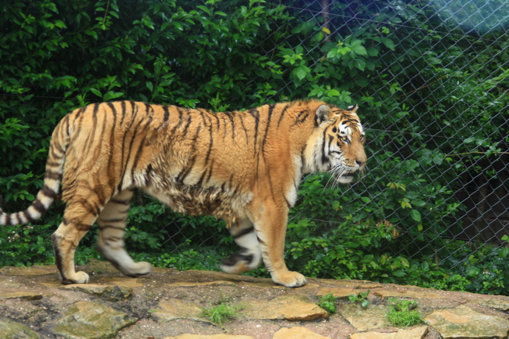 Tiger (Panthera tigris), Amneville Zoo, Frankreich