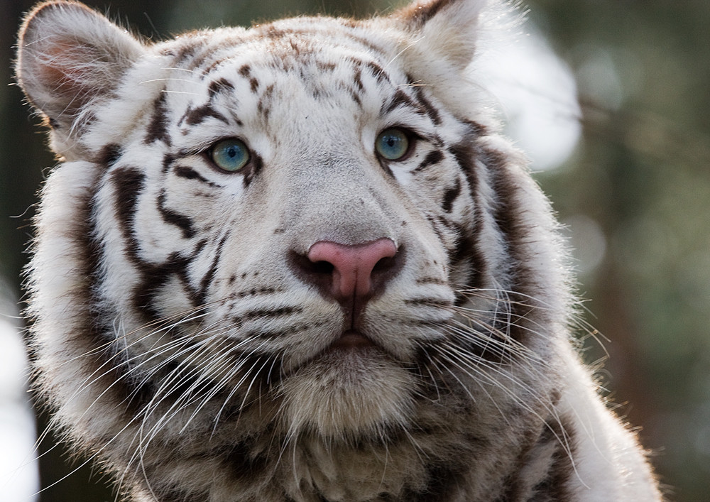 Tiger (Panthera tigris) / weißer Tiger / Portrait