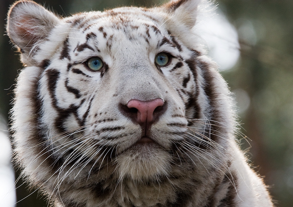 Tiger Panthera Tigris Weisser Tiger Portrait Foto Bild Tiere Zoo Wildpark Falknerei Saugetiere Bilder Auf Fotocommunity