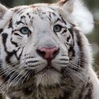 Tiger (Panthera tigris) / weißer Tiger / Portrait