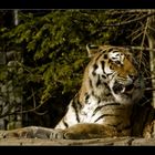 Tiger Part2