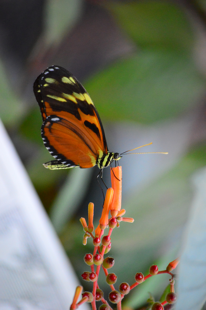 Tiger-Passionsblumenfalter 002