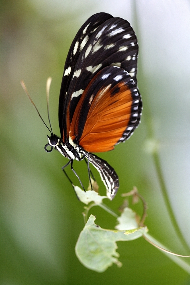 Tiger-Passionsblumenfalter