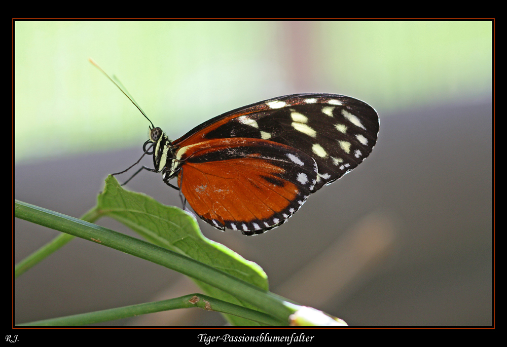 Tiger-Passionsblumenfalter #2