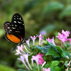 Tiger-Passionsblumenfalter