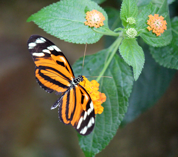 Tiger- Passionsblumenfalter 3