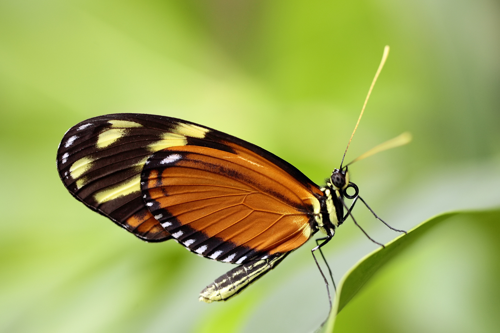 Tiger-Passionsblumenfalter