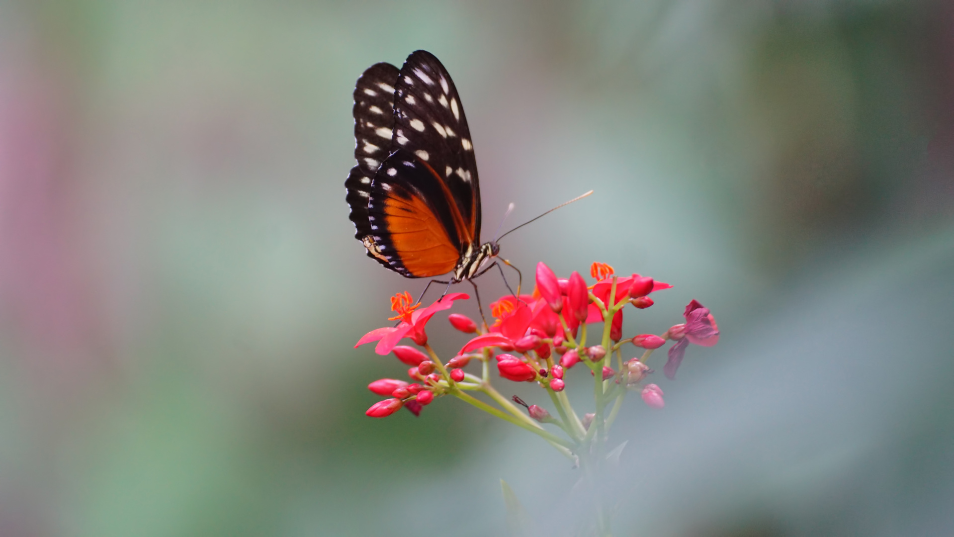 Tiger-Passionsblumenfalter