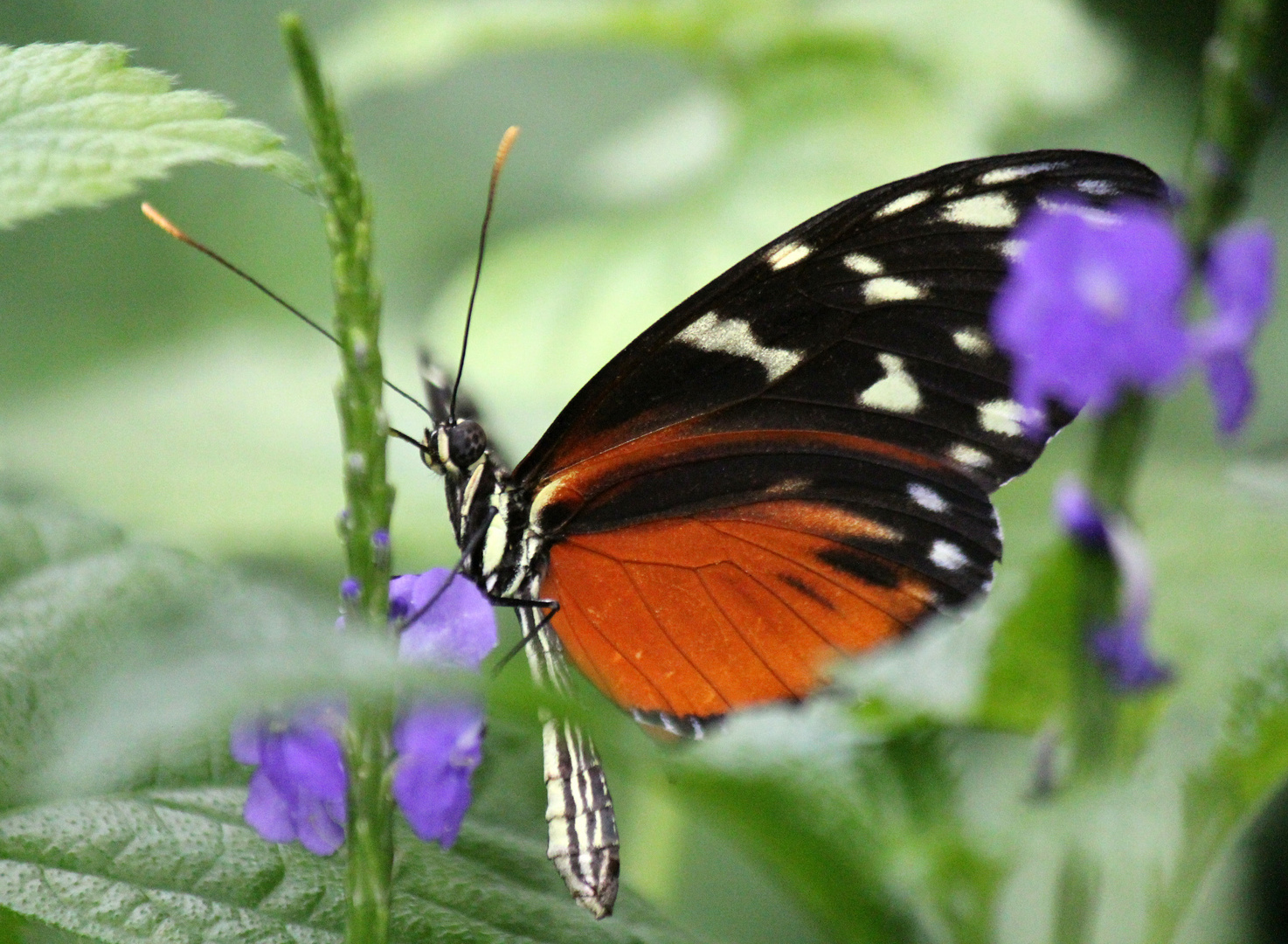 Tiger- Passionsblumenfalter