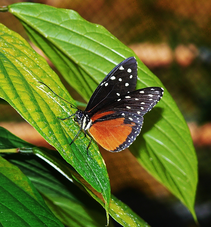 Tiger Passionsblumenfalter