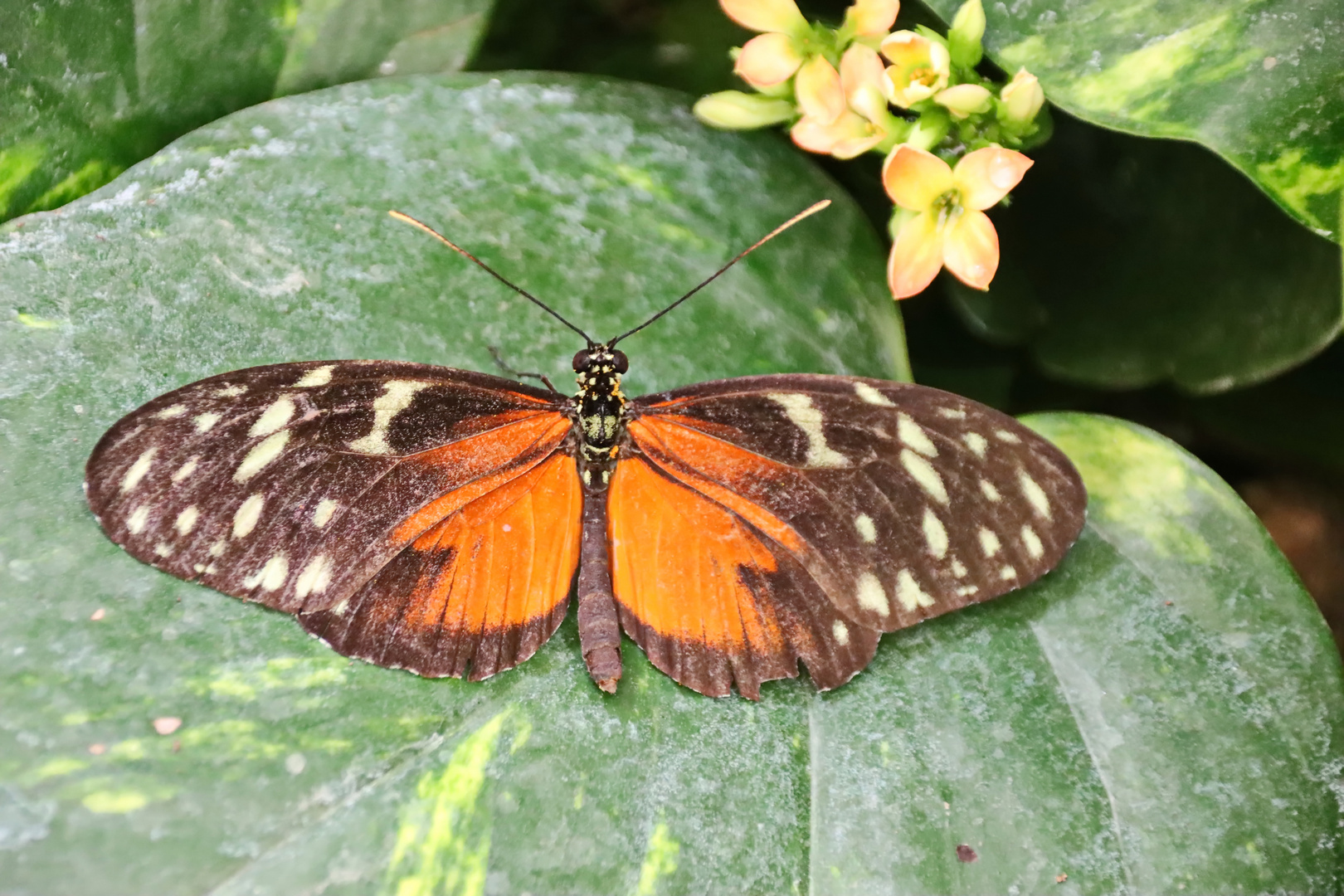 Tiger-Passionsblumenfalter