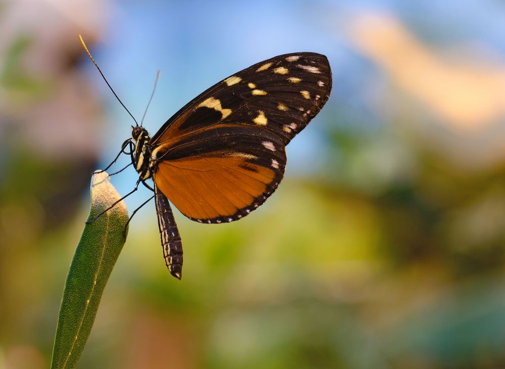 Tiger Passionsblumenfalter