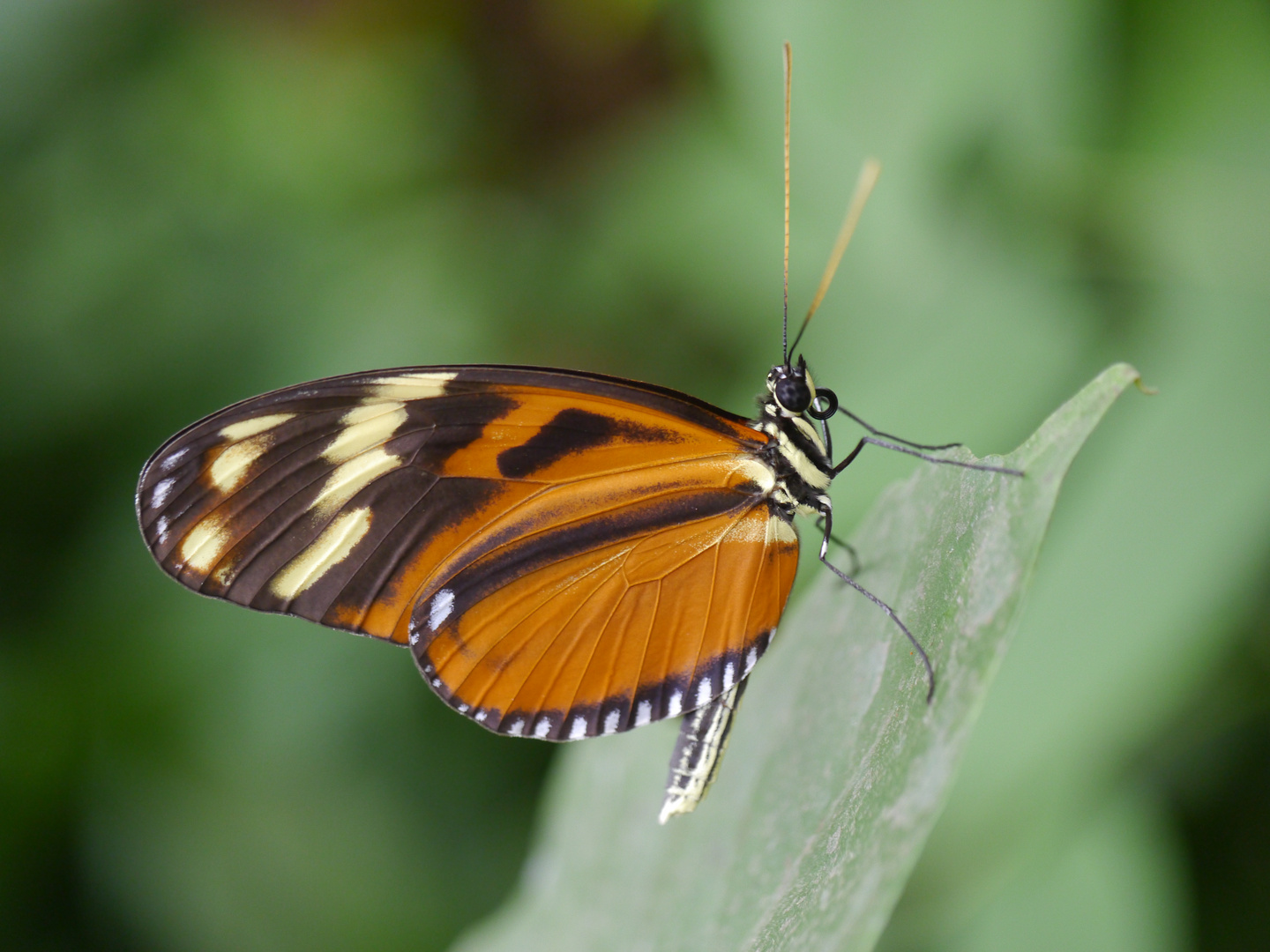 Tiger-Passionsblumenfalter