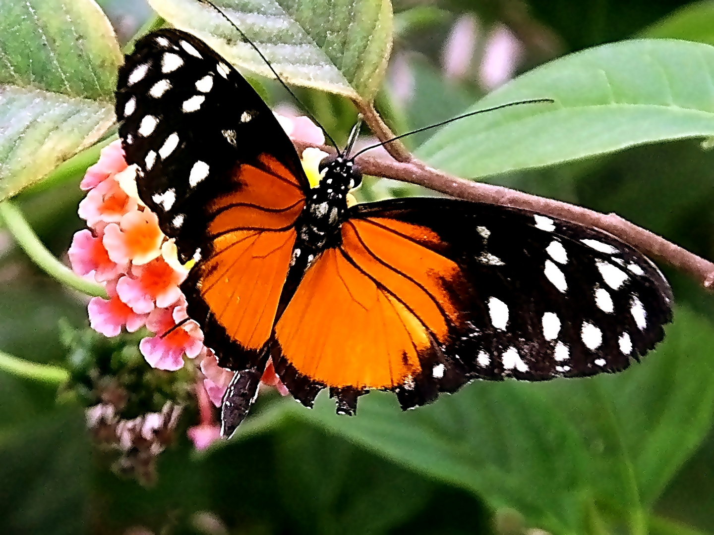 Tiger- Passionsblumenfalter