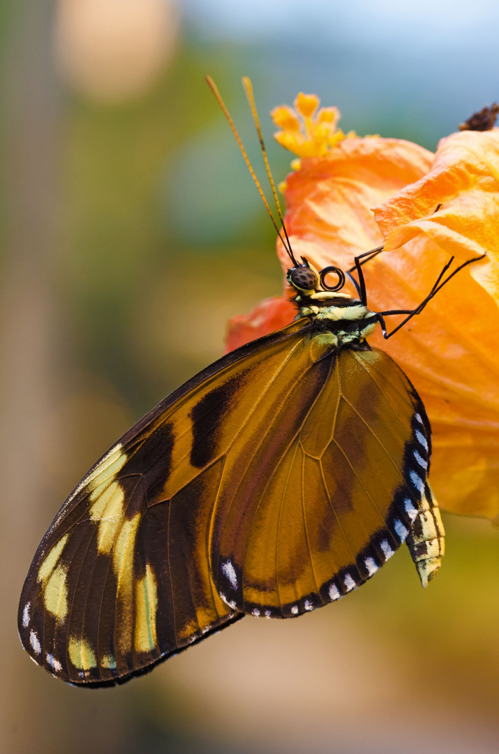 Tiger Passionsblumenfalter