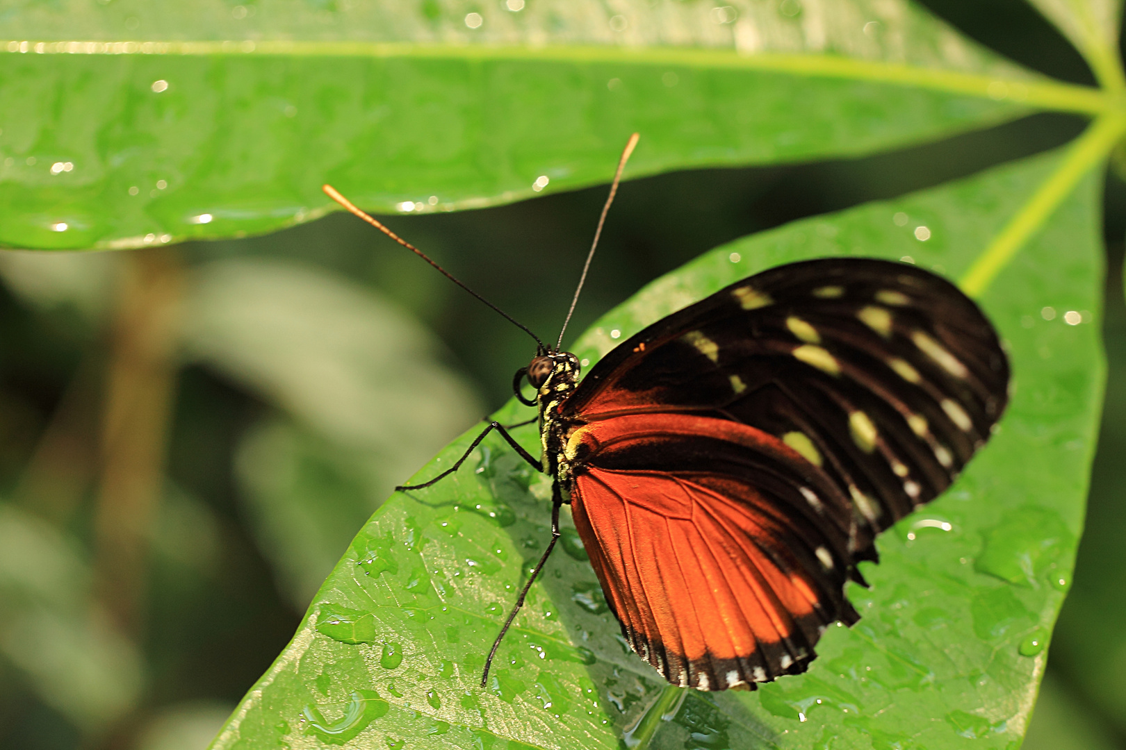 Tiger Passionsblumenfalter