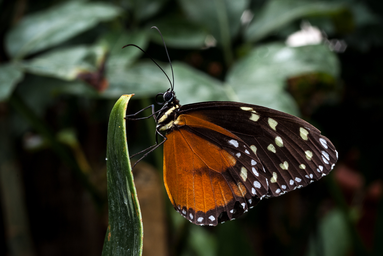 Tiger-Passionsblumenfalter