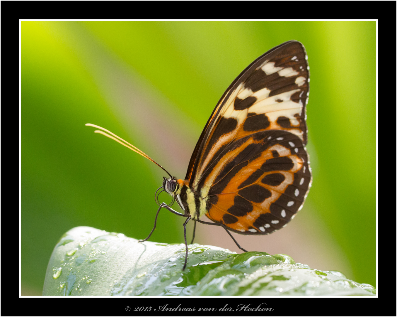 Tiger-Passionsblumenfalter (Heliconius hecale)