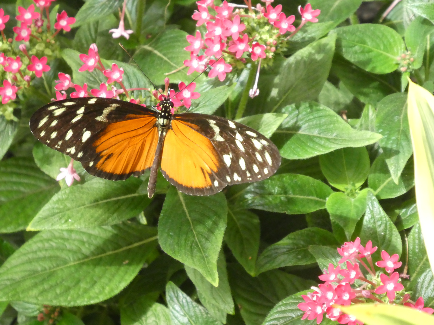 Tiger-Passionsblumenfalter - Heliconius hecale