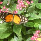 Tiger-Passionsblumenfalter - Heliconius hecale