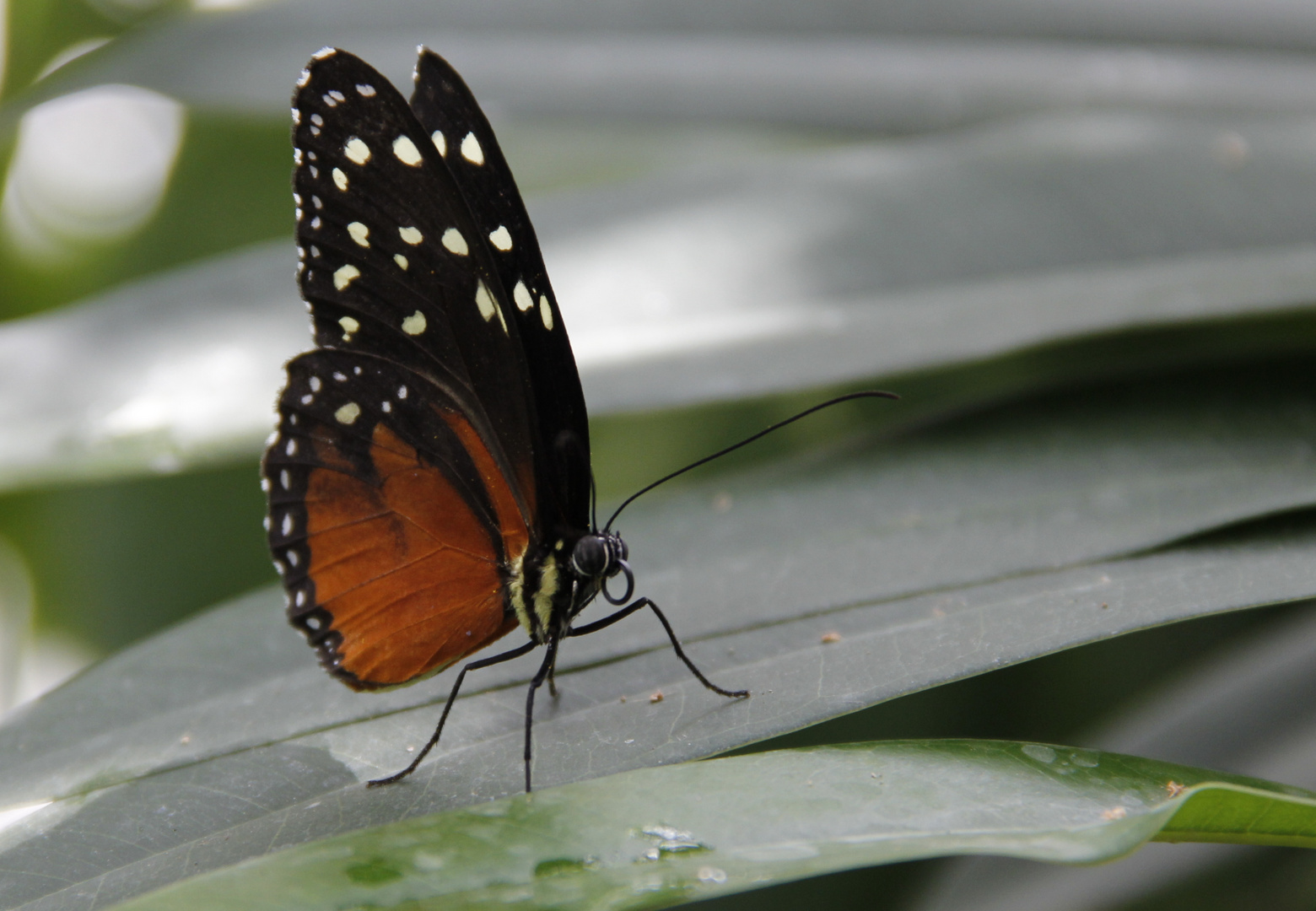 Tiger-Passionsblumenfalter (Heliconius hecale)