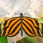 Tiger Passionsblumenfalter (Heliconius hecale)