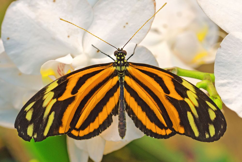 Tiger Passionsblumenfalter (Heliconius hecale)