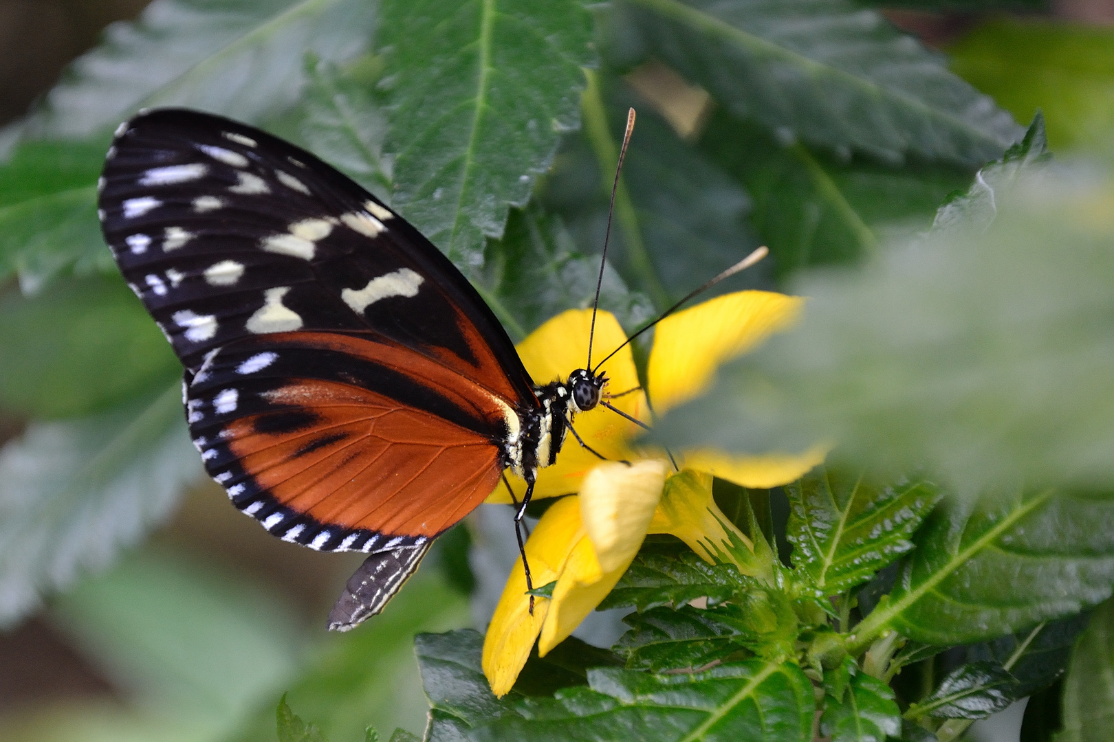 Tiger-Passionsblumenfalter (Heliconius hecale)