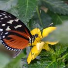 Tiger-Passionsblumenfalter (Heliconius hecale)