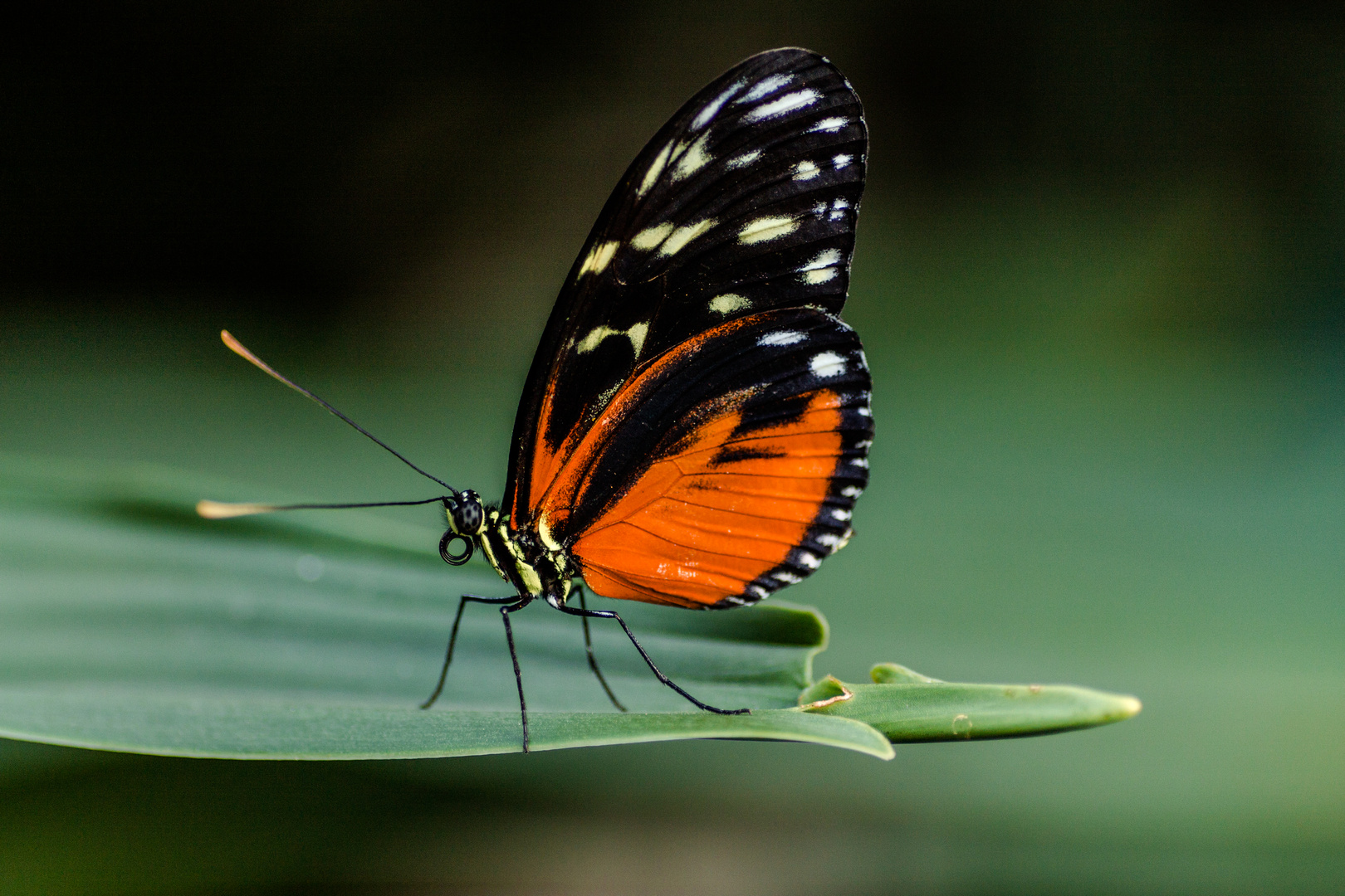 Tiger Passionsblumenfalter (Heliconius hecale)