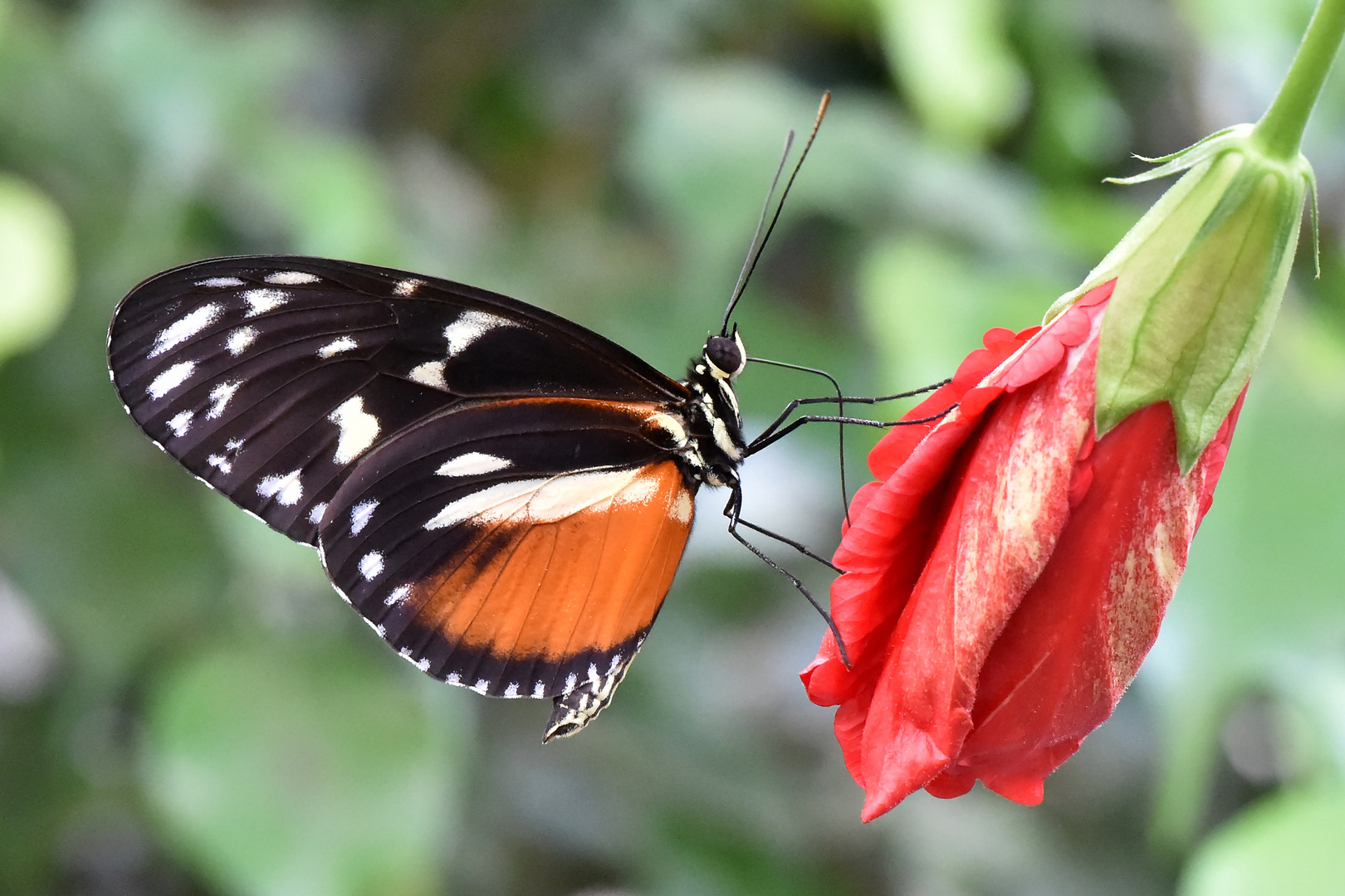 Tiger Passionsblumenfalter - Heliconius hecale zuleika - Unterseite