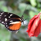 Tiger Passionsblumenfalter - Heliconius hecale zuleika - Unterseite