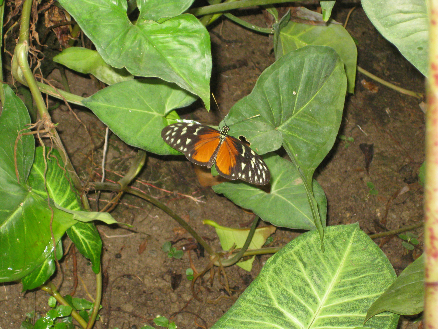 Tiger Passionsblumenfalter ( Heliocronus hecale zuleika)