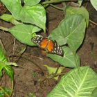 Tiger Passionsblumenfalter ( Heliocronus hecale zuleika)