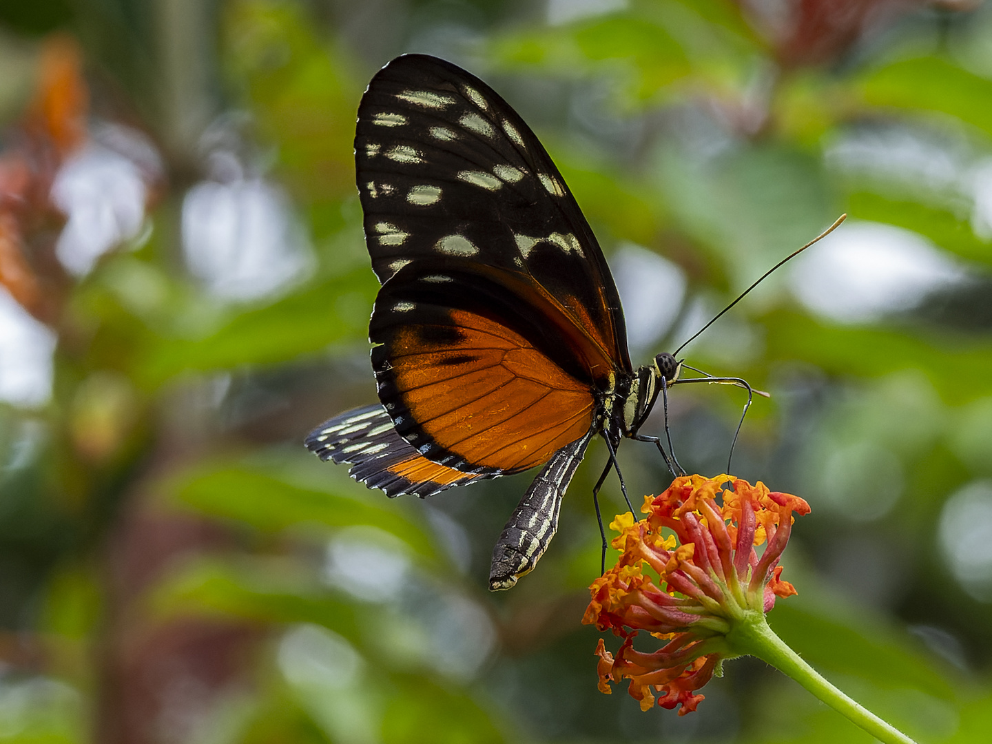 Tiger-Passionsblumenfalter im Regenwald Costa Ricas