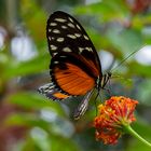 Tiger-Passionsblumenfalter im Regenwald Costa Ricas