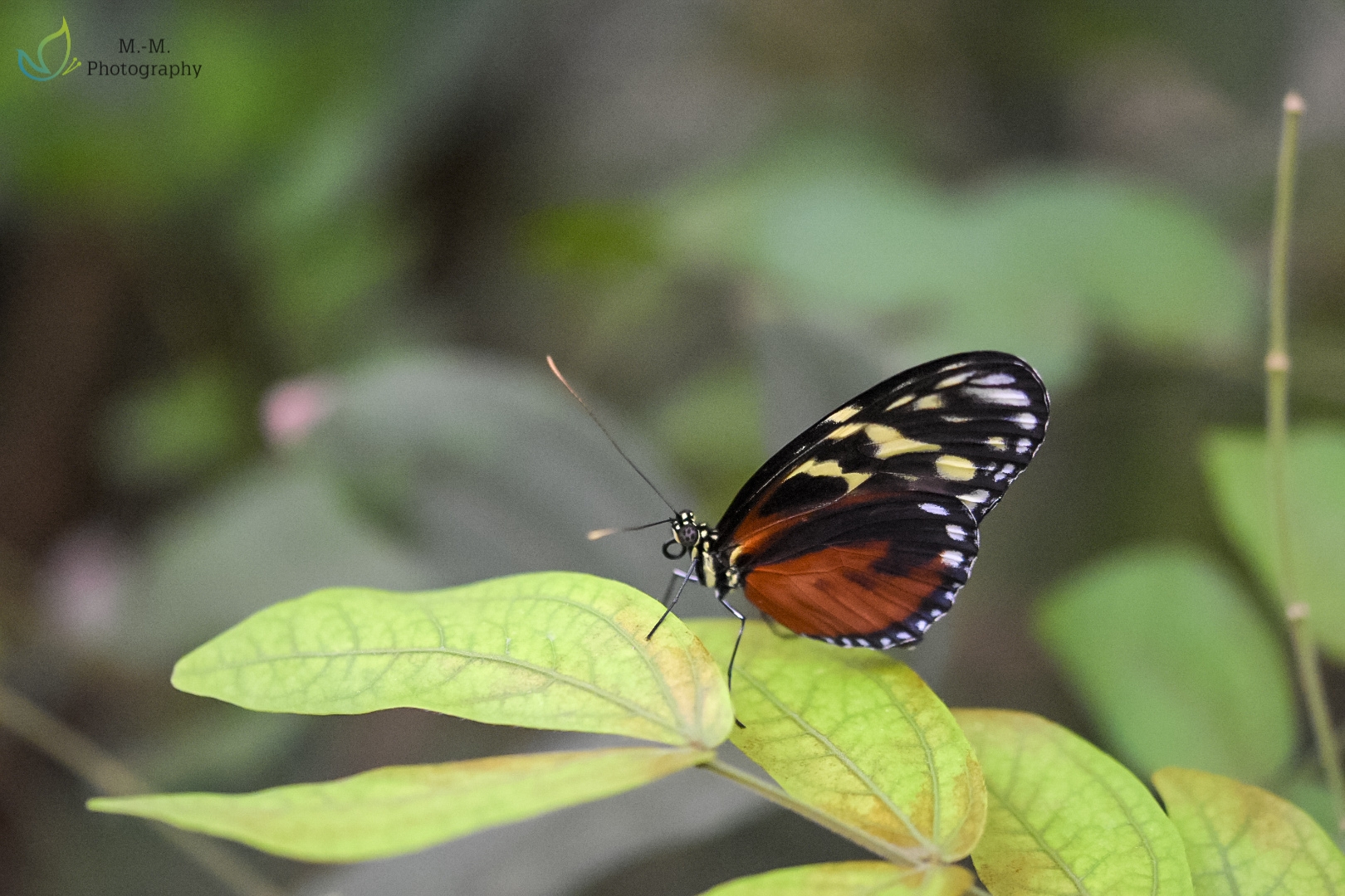 Tiger-Passionsfalter (Heliconius hecale zuleika)