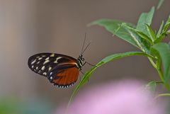 Tiger-Passionsfalter (Heliconius hecale zuleika)