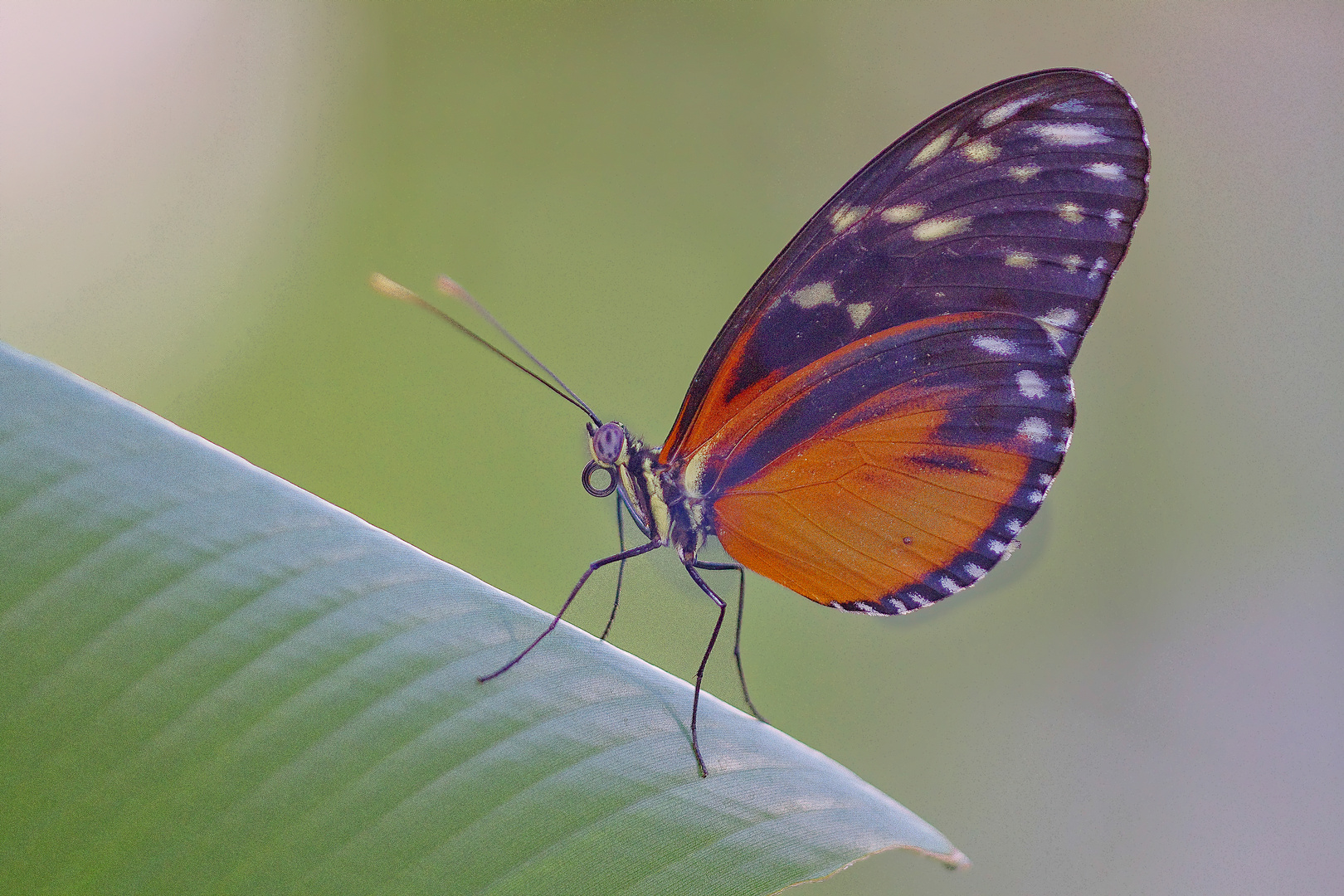 Tiger Passionsfalter (Heliconius Ismenius)