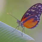 Tiger Passionsfalter (Heliconius Ismenius)