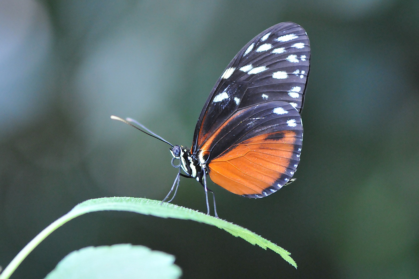 Tiger- Passionsfalter (Heliconius ismenius)