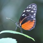 Tiger- Passionsfalter (Heliconius ismenius)