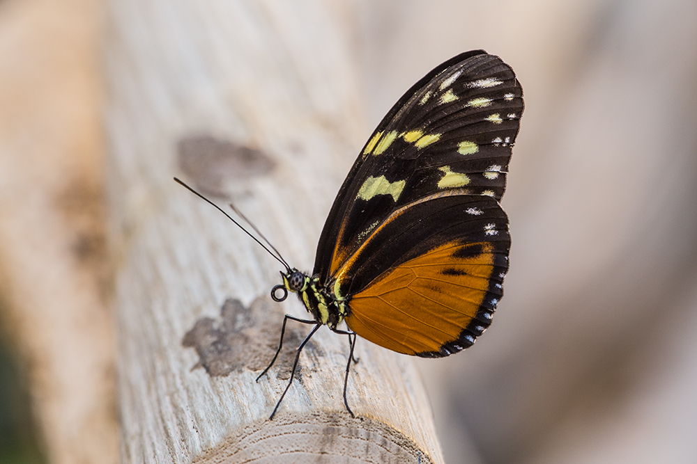 Tiger-Passionsfalter (Heliconius ismenius) Foto & Bild | Bilder auf