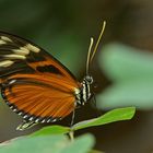 Tiger-Passionsfalter - Heliconius ismenius