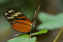 Tiger-Passionsfalter - Heliconius ismenius