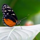 Tiger-Passionsfalter (Heliconius ismenius)