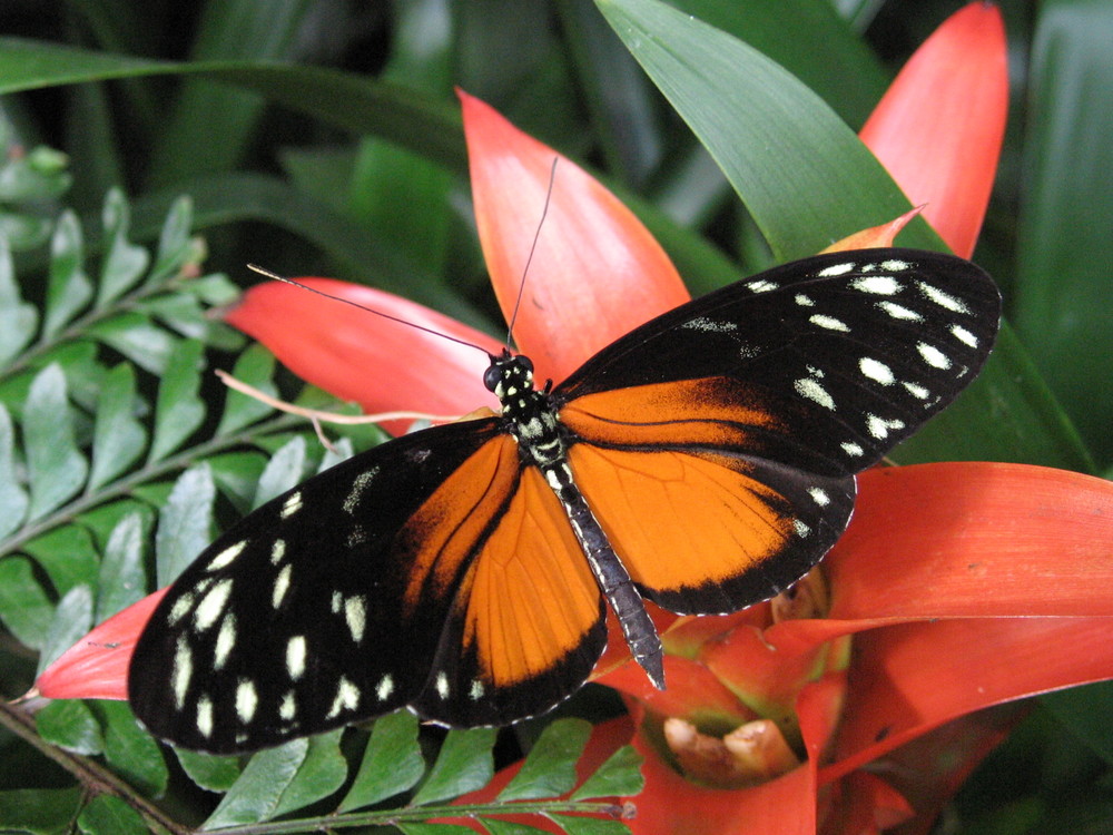 Tiger-Passionsfalter (Heliconius ismenius)