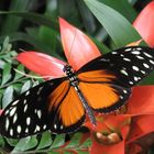 Tiger-Passionsfalter (Heliconius ismenius)